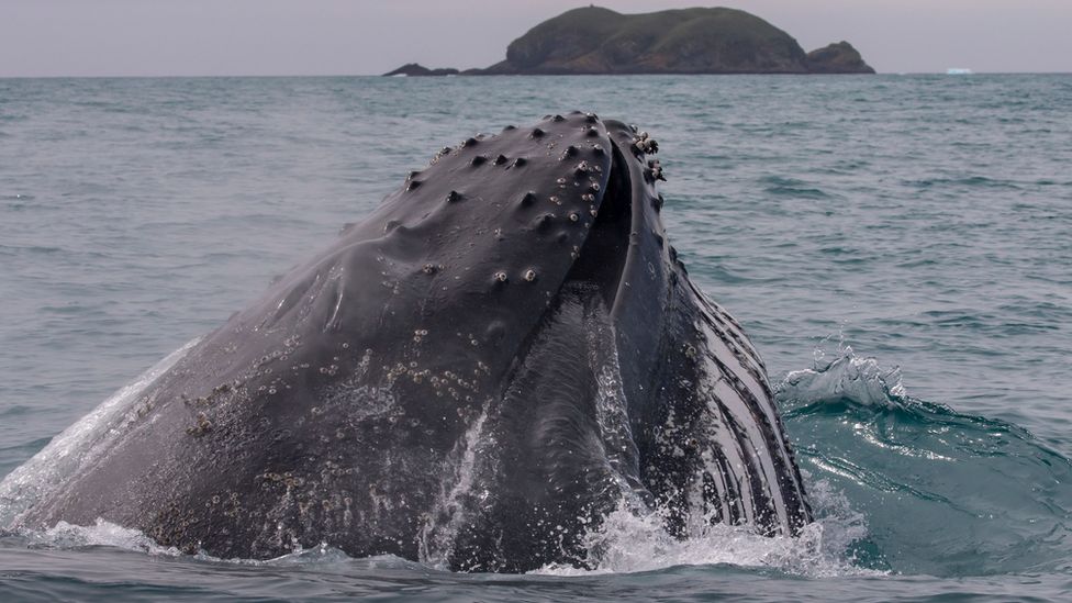 Humpback whale (c) BAS