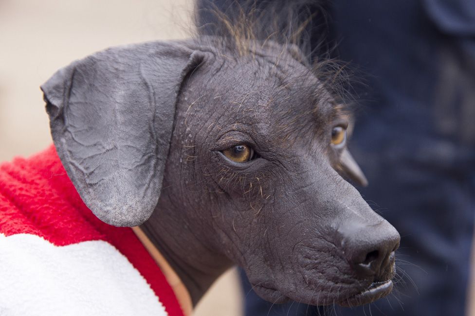 A close-up showing three-year-old hairless dog, Sumac