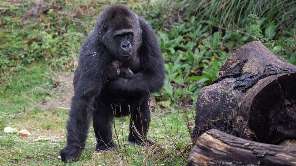 Second baby gorilla born at Bristol Zoo this year - BBC News