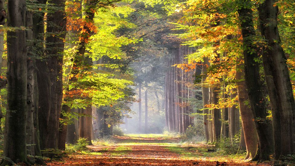 Bosque