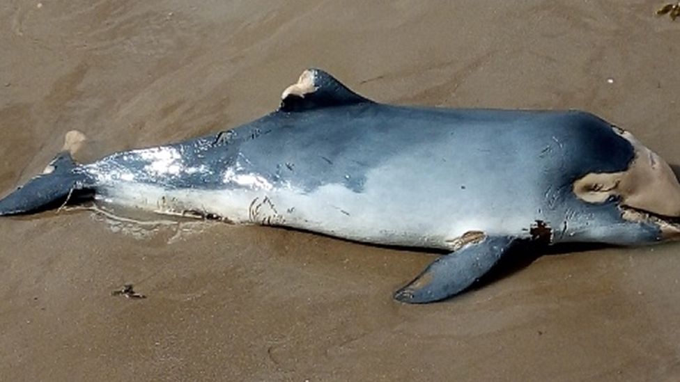 Dead porpoise washed up on Somerset beach - BBC News