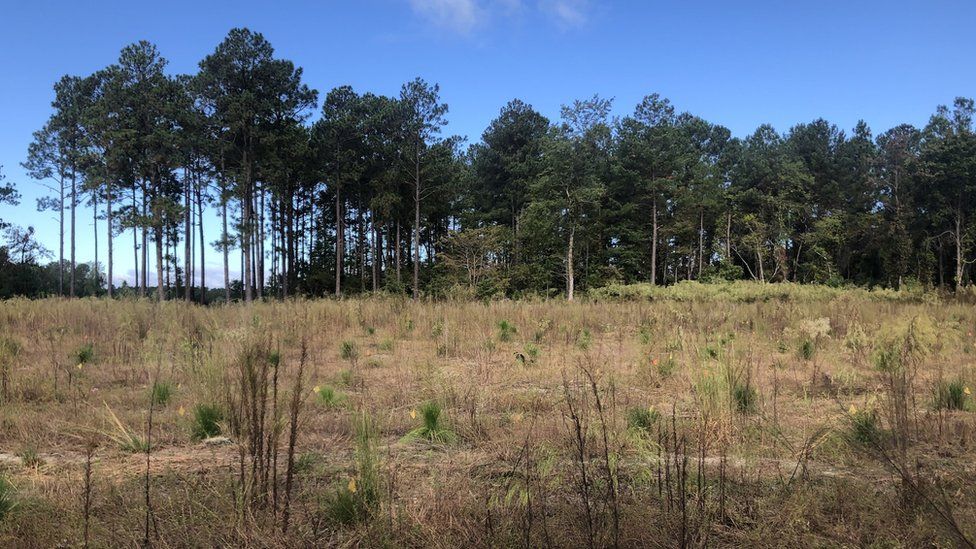 A pine forest being replanted near Fayetteville North Carolina