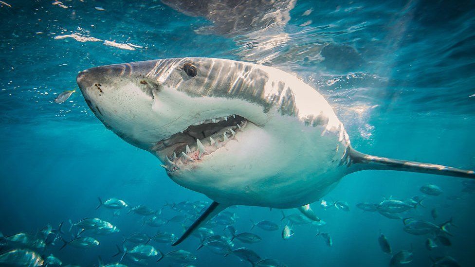 Why are sharks amazing bbc newsround