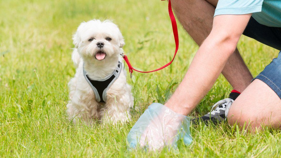 Dog walker picks up pet's mess