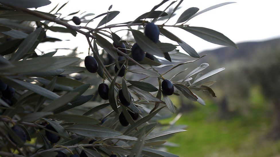 Olive tree