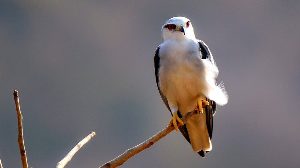 Black-winged kite