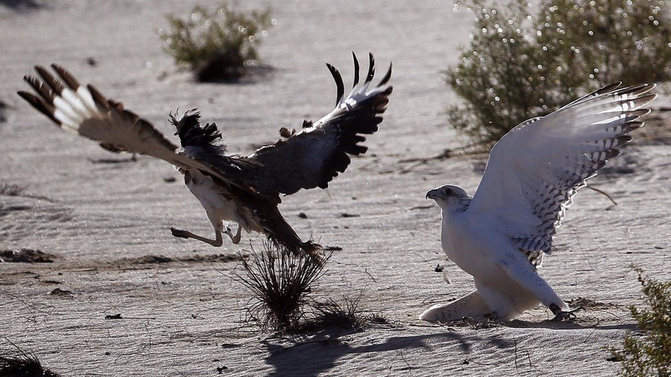 A falcon (R) tries to catch a houbara bustard during a falconry competition, part of the 2014 International Festival of Falconry in Hameem, 150km west of Abu Dhabi, on December 9, 2014.