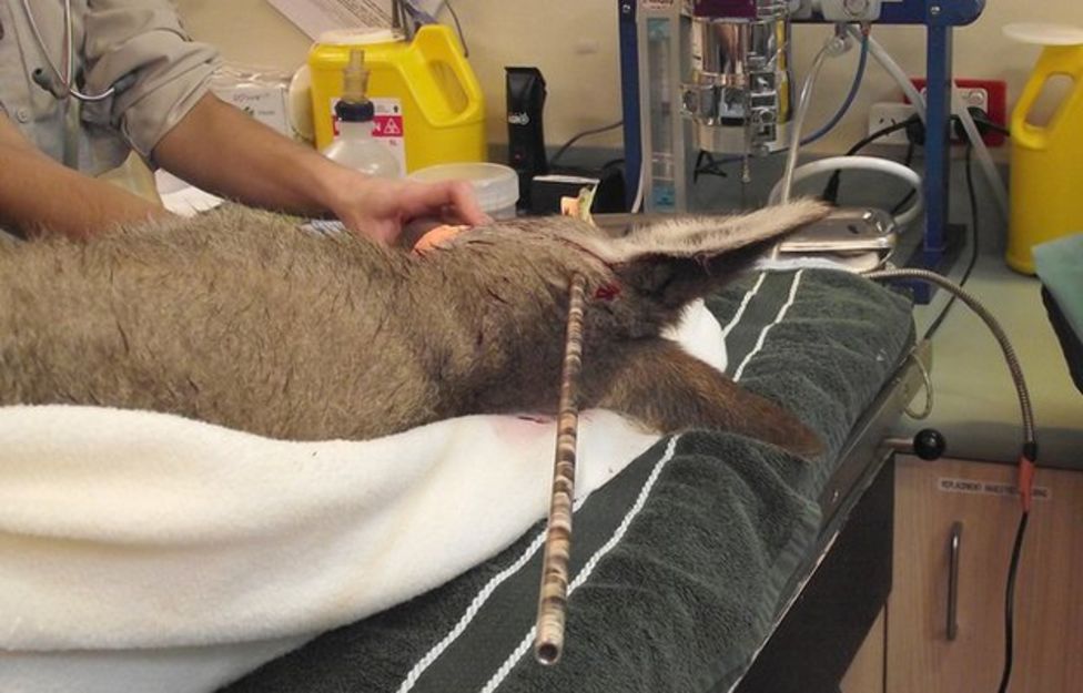 Kangaroo survives four days with arrow lodged in head - BBC News