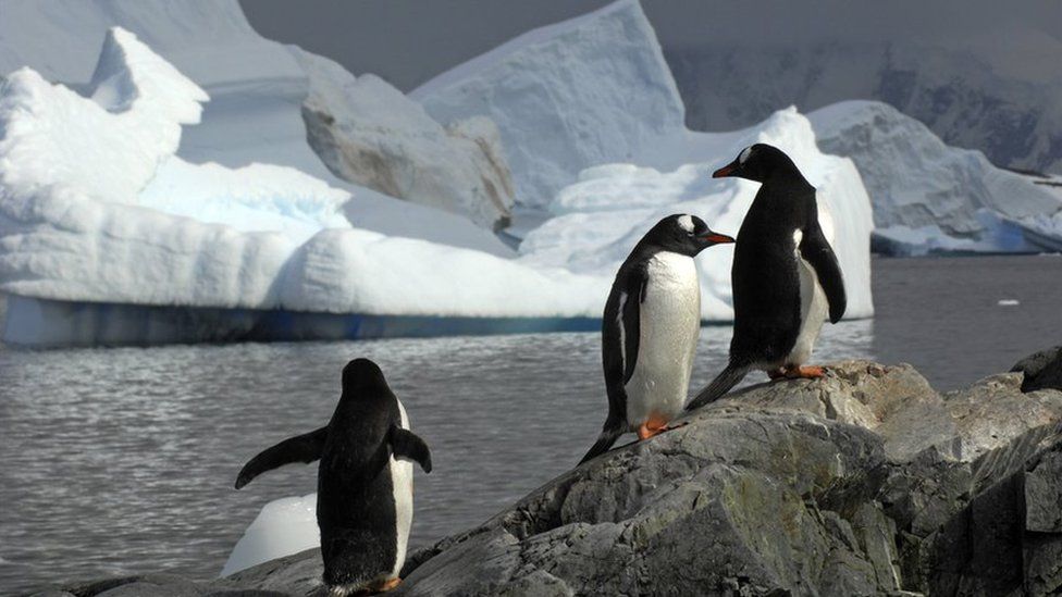 Gentoo Penguins on a rock