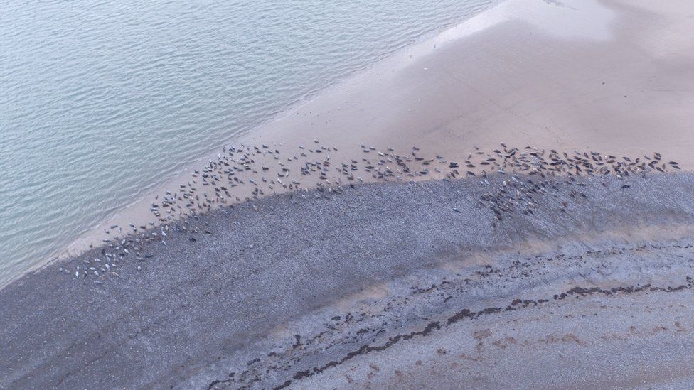 Seals along the beach at the South Walney Nature Reserve
