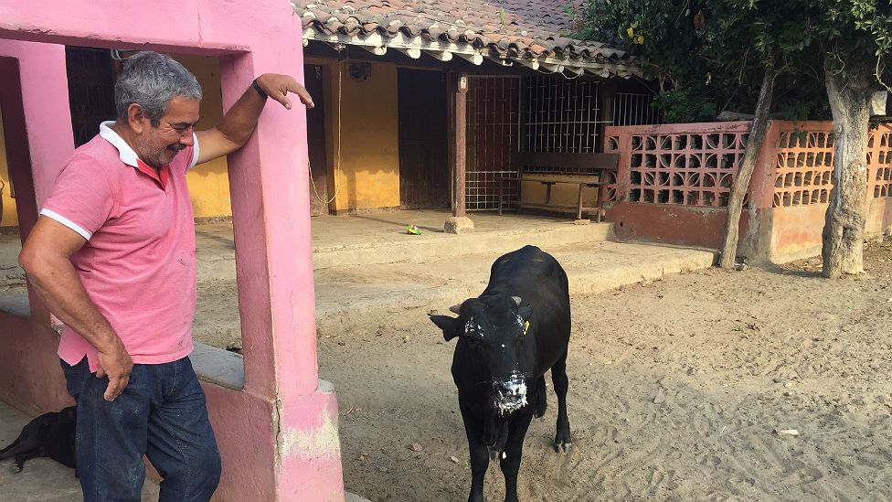 Pani with a local cow