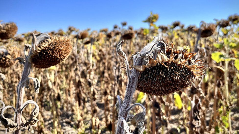 Dead sunflowers in France