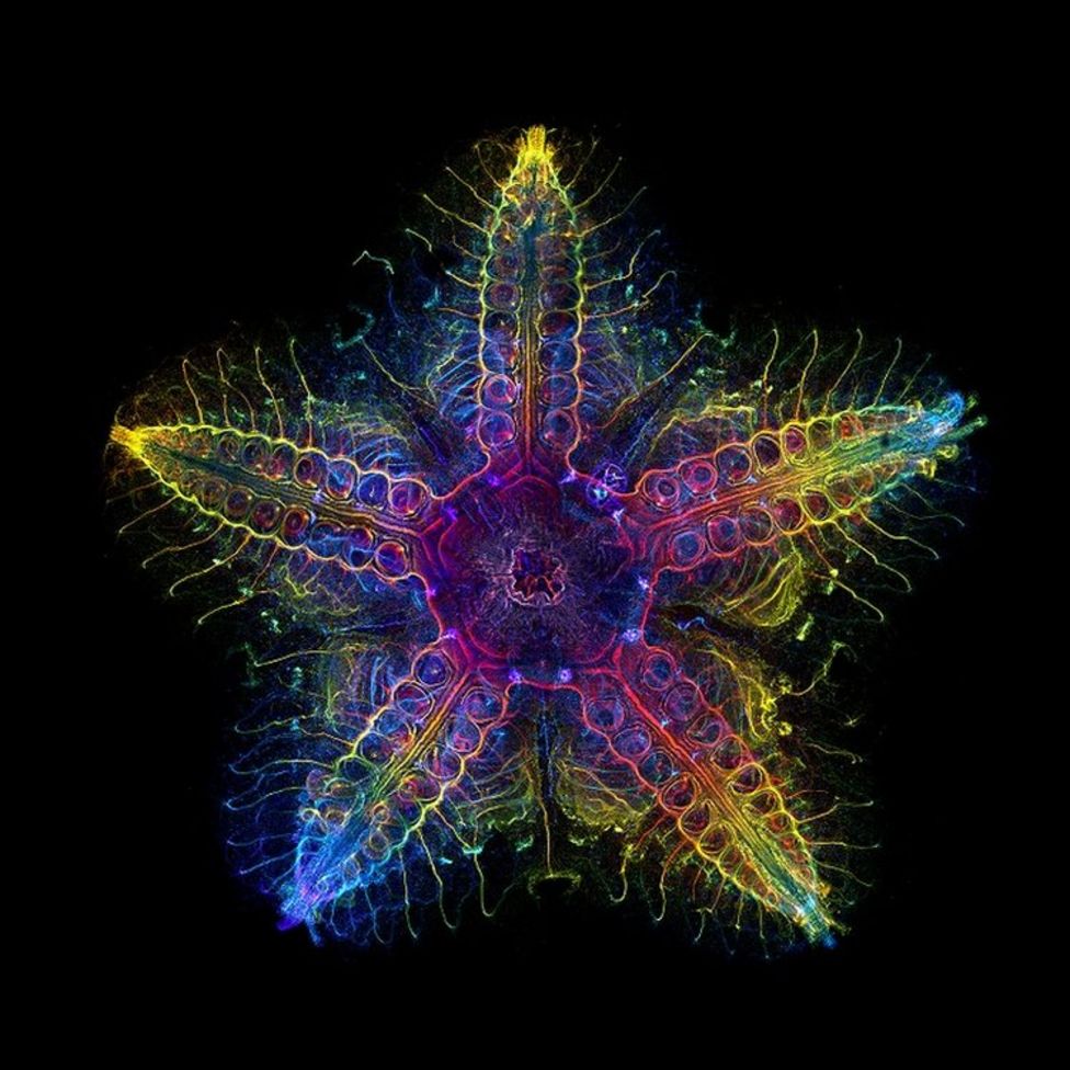 When art meets science, check out these neon pics from under the ...