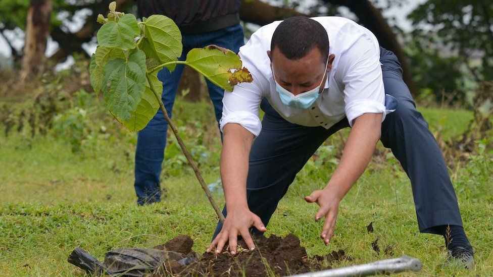 Премьер-министр Эфиопии Абий Ахмед сажает дерево во время церемонии посадки деревьев в Хавассе 5 июня 2020 г.