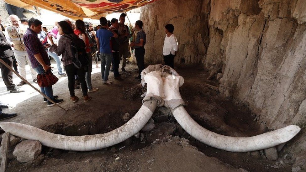 Mexico mammoths: Human-built woolly mammoth traps found in Tultepec - BBC News