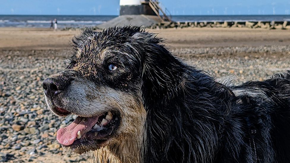 Retriever collie mix dog on a beach