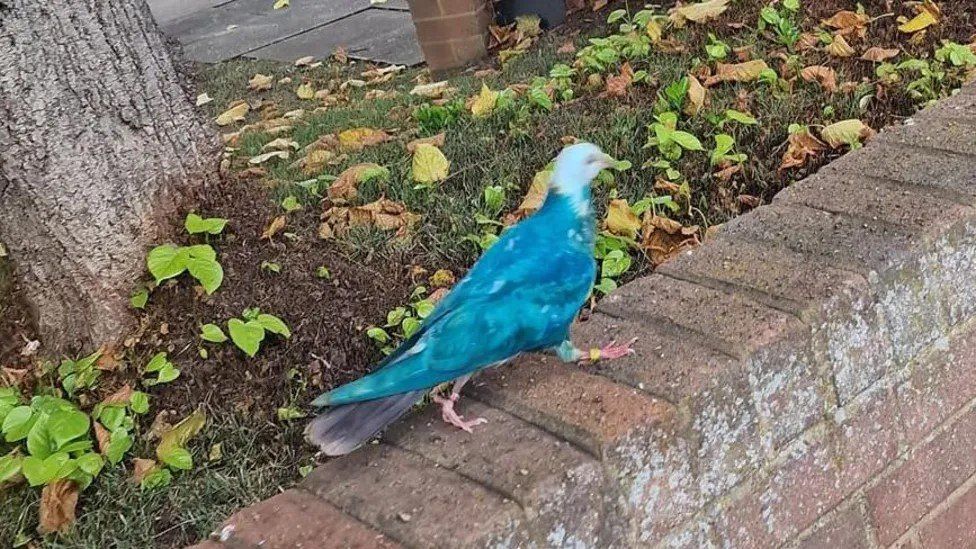 A pigeon with blue feathers walking along a brick wall.