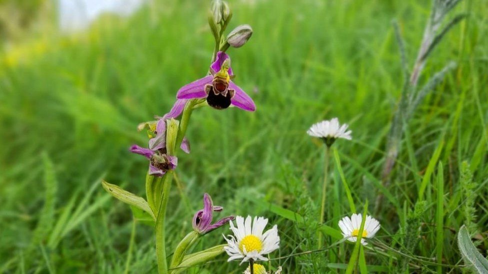 Bee orchid, a purple flower which looks like a bee