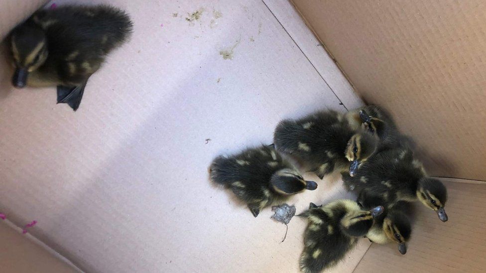 Ducklings in a box