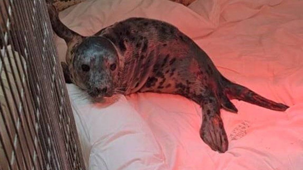 Guernsey animal charity nursing record number of Jersey seals - BBC News