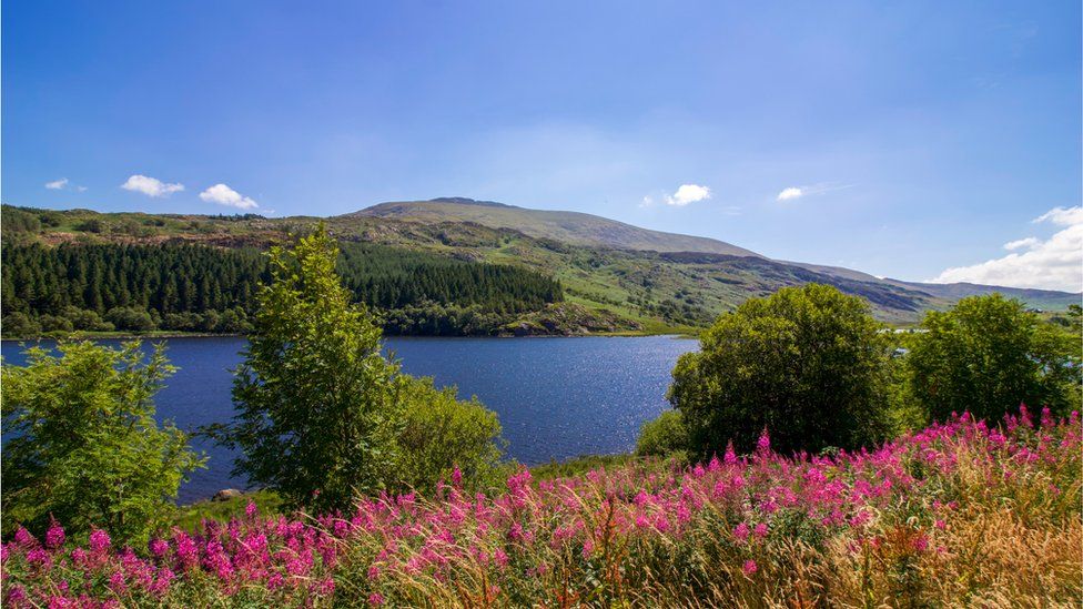Lake Mymbyr, Snowdonia, Wales, with pink flowers in the foreground