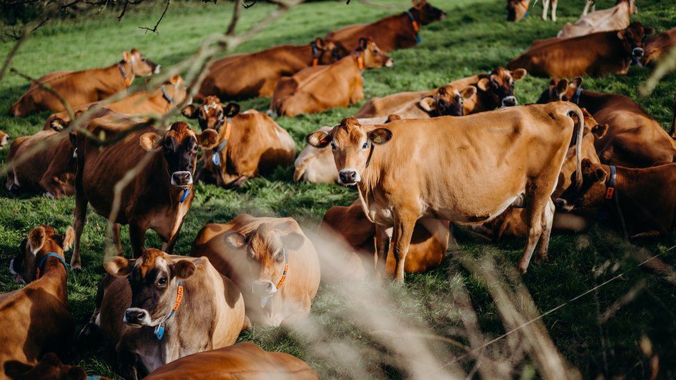 Jersey cows