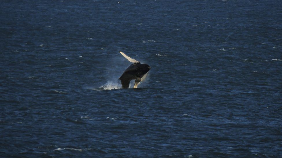 A humpback whale breeching