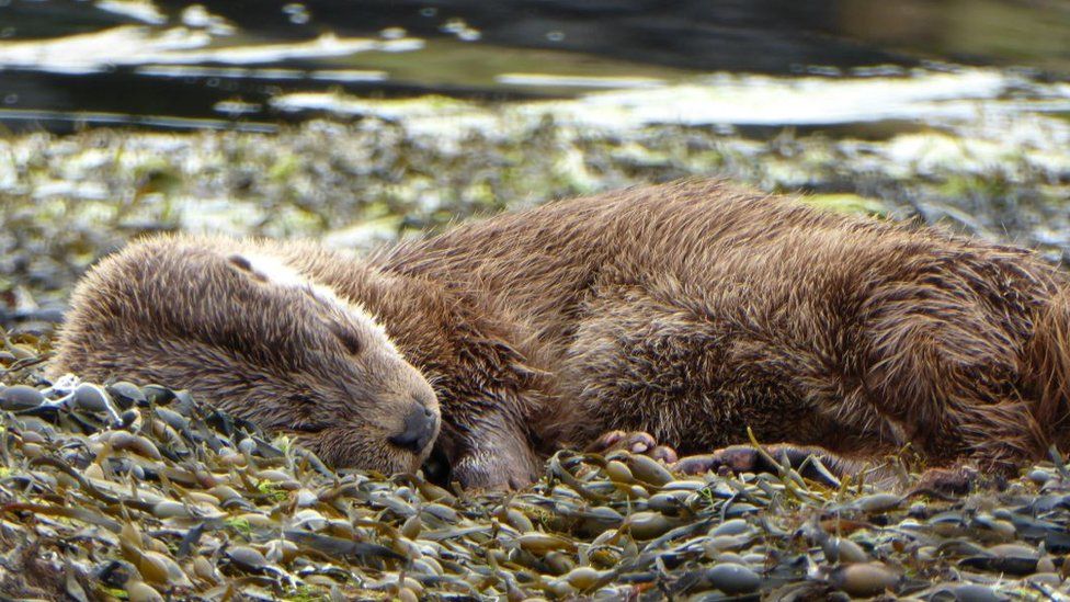 Sleeping otter