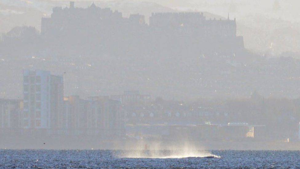 whale splashes in Firth of Forth