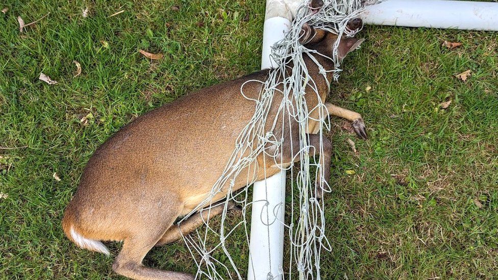 Deer caught in football netting