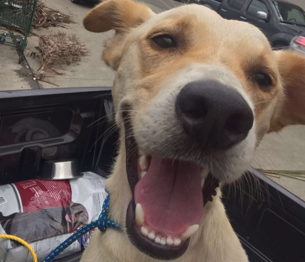 Suffolk PC saves dog in the wake of Hurricane Irma - BBC News