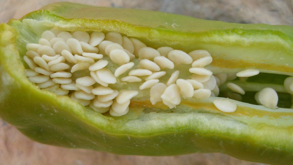 A chilli pepper cut open to reveal the seeds and placenta