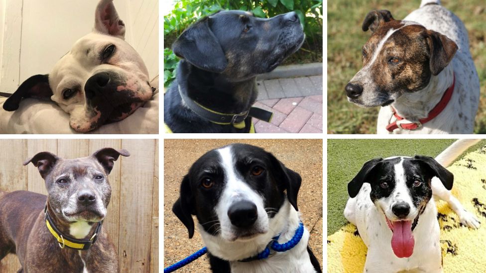 All looking for homes after multiple Christmases in rescue centres: (L-R) Buster, Lilly, Freddie, Lara, Bess and Monty.