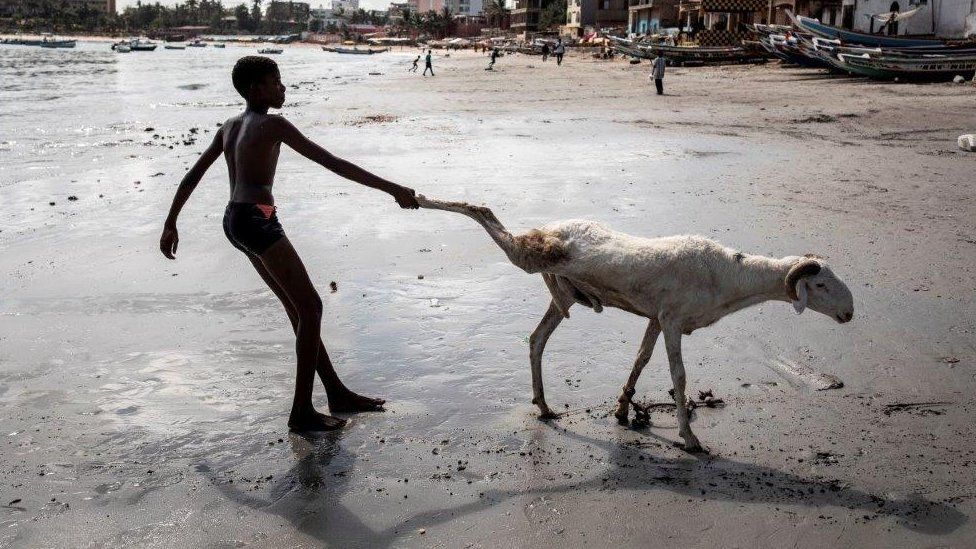 A young sheep farmer drags one of his sheep toward the sea in order to clean it in Dakar on July 28, 2020, ahead of the Muslim Eid al-Adha (Festival of Sacrifice), known as Tabaski in Western Africa. - Sheep farmers are starting to fill the streets of the Senegalese capital with their sheep ahead of the festival, when prices of their anmials can range from one hundred thousand West African Francs(CFA) to four million CFA (7000 US dollars).