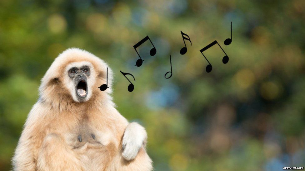 Singing animals: Gibbons found to sing together in a similar rhythm to  humans - BBC Newsround