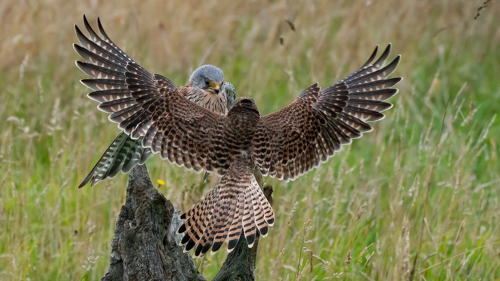 Wildlife photographer captures amazing shots on lunch break - BBC News