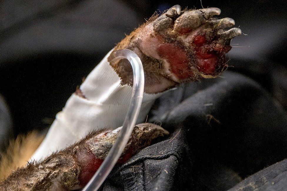 A coati's foot is seen badly burnt with a medical tube going into it