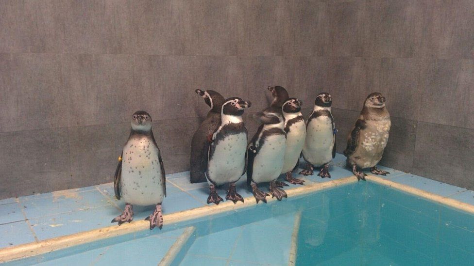 Penguins in Mumbai zoo