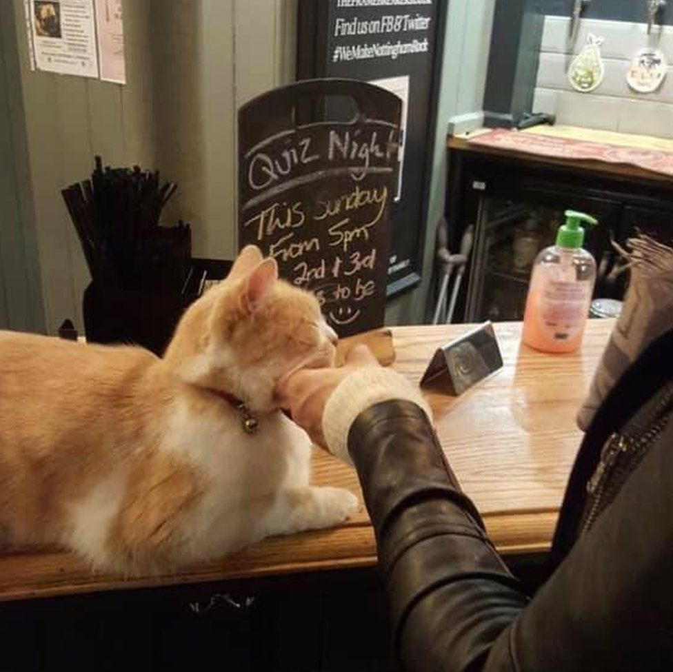 Wilbur the cat at the Frame Breakers pub