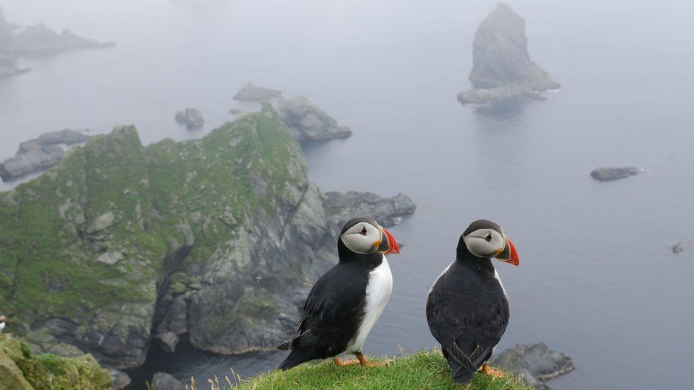 Atlantic Puffins on the island of Unst
