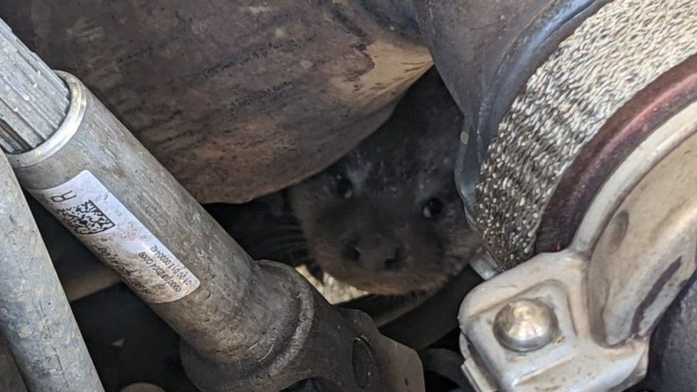 The female otter pup stuck in the engine compartment of a Tesco delivery van