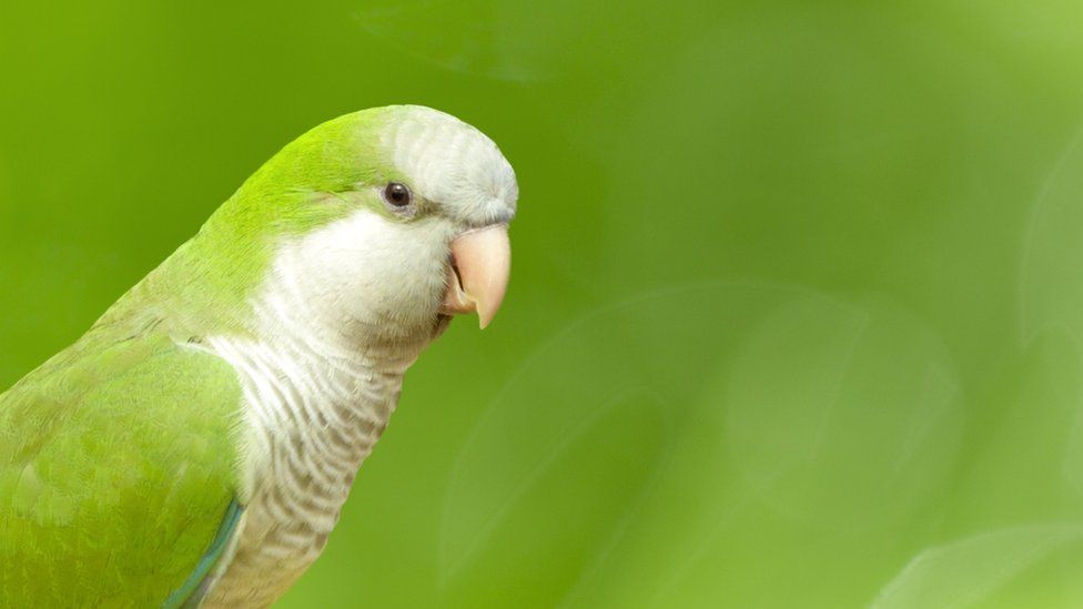 Close shot of a monk parakeet