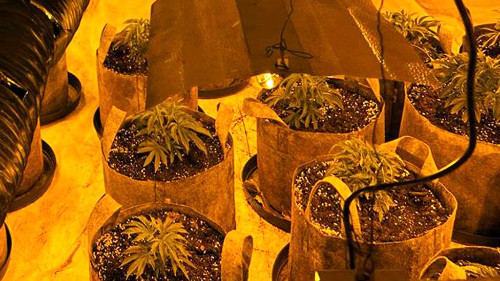 A handout photo issued by the National Police Chiefs' Council showing cannabis plants seized as part of operation Mille