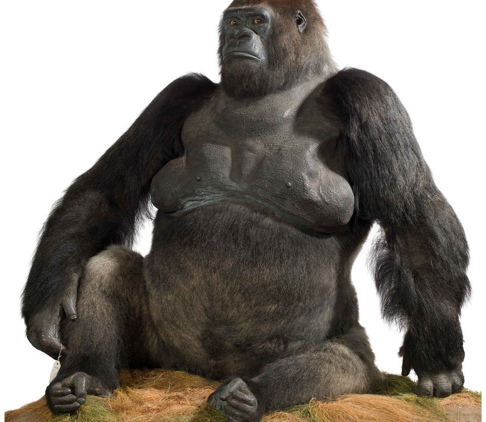 Guy the gorilla