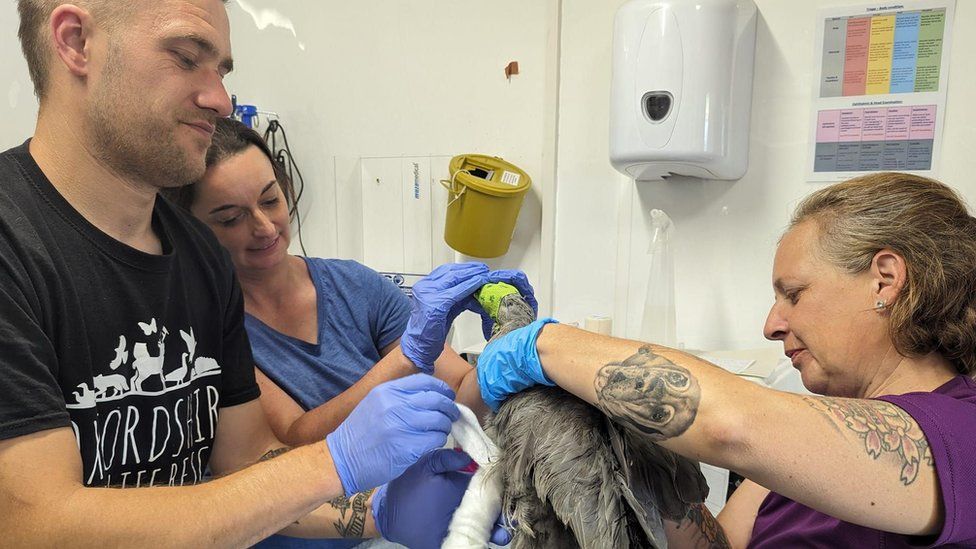 Luke Waclawek (left) and staff at Oxfordshire Wildlife Rescue