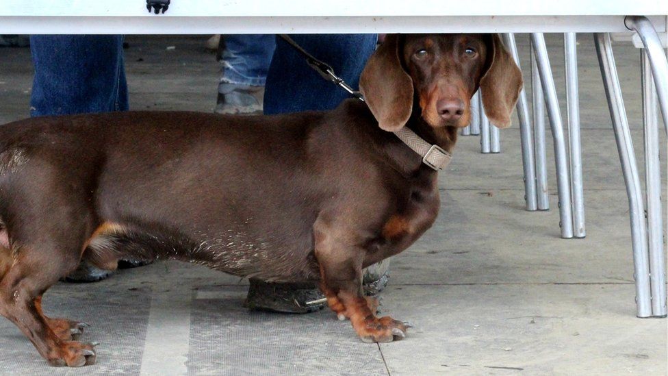 Un ci bach! Claude y dachshund yn dod o hyd i loches o dan y bwrdd. // This table is just the right height for a little dachshund.