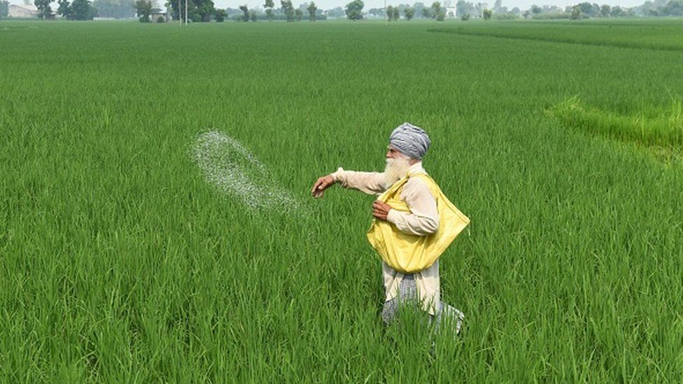 A farmer throws fertiliser in a paddy field at Klehara village, about 28 km from Amritsar on August 3, 2021