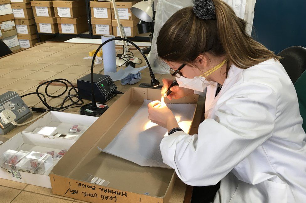 A researcher examines bones taken from the Mary Rose