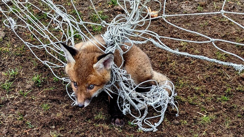 Fox cub in Leeds trapped in netting