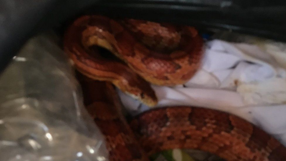 The snake in the bin